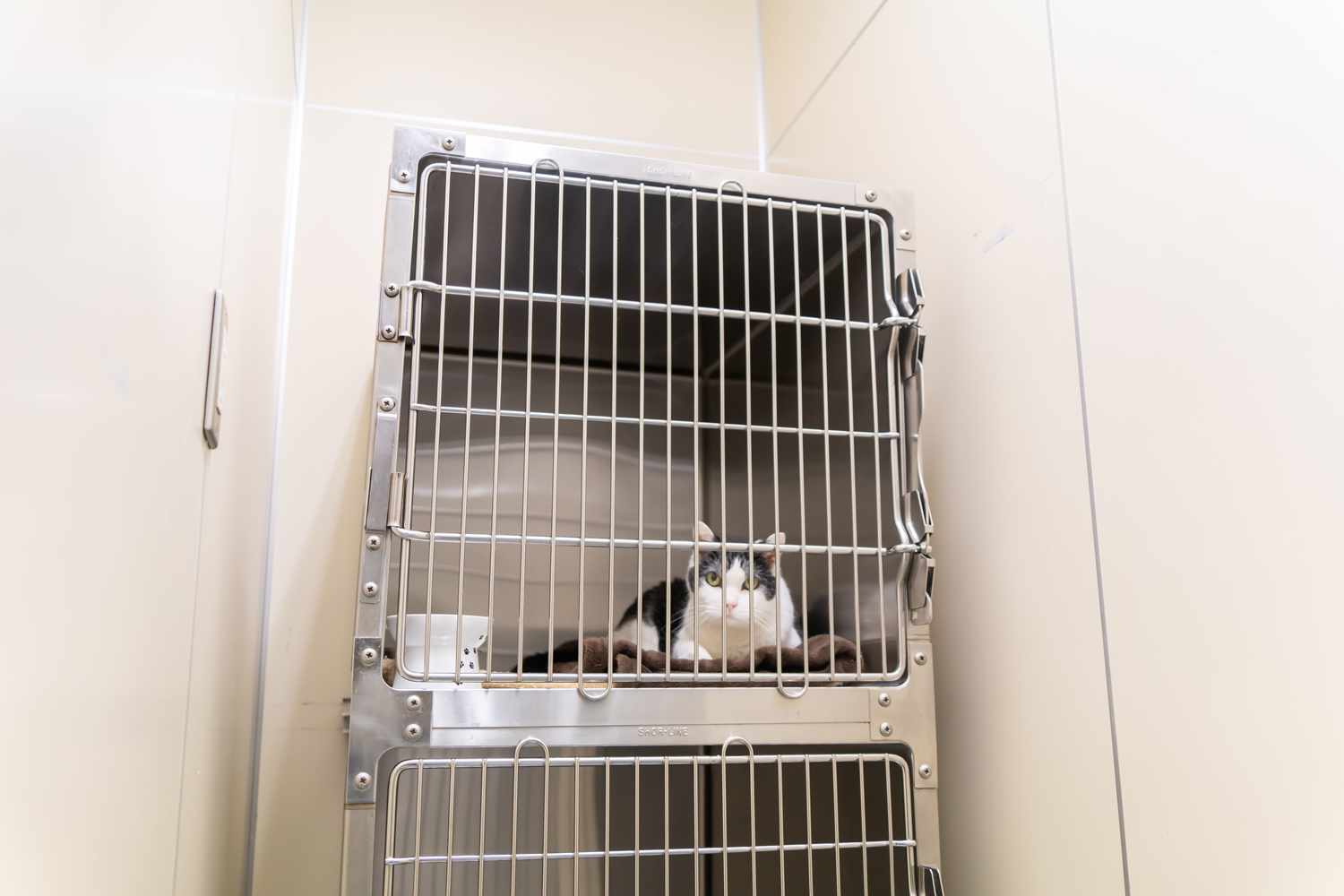 猫用入院室兼隔離室