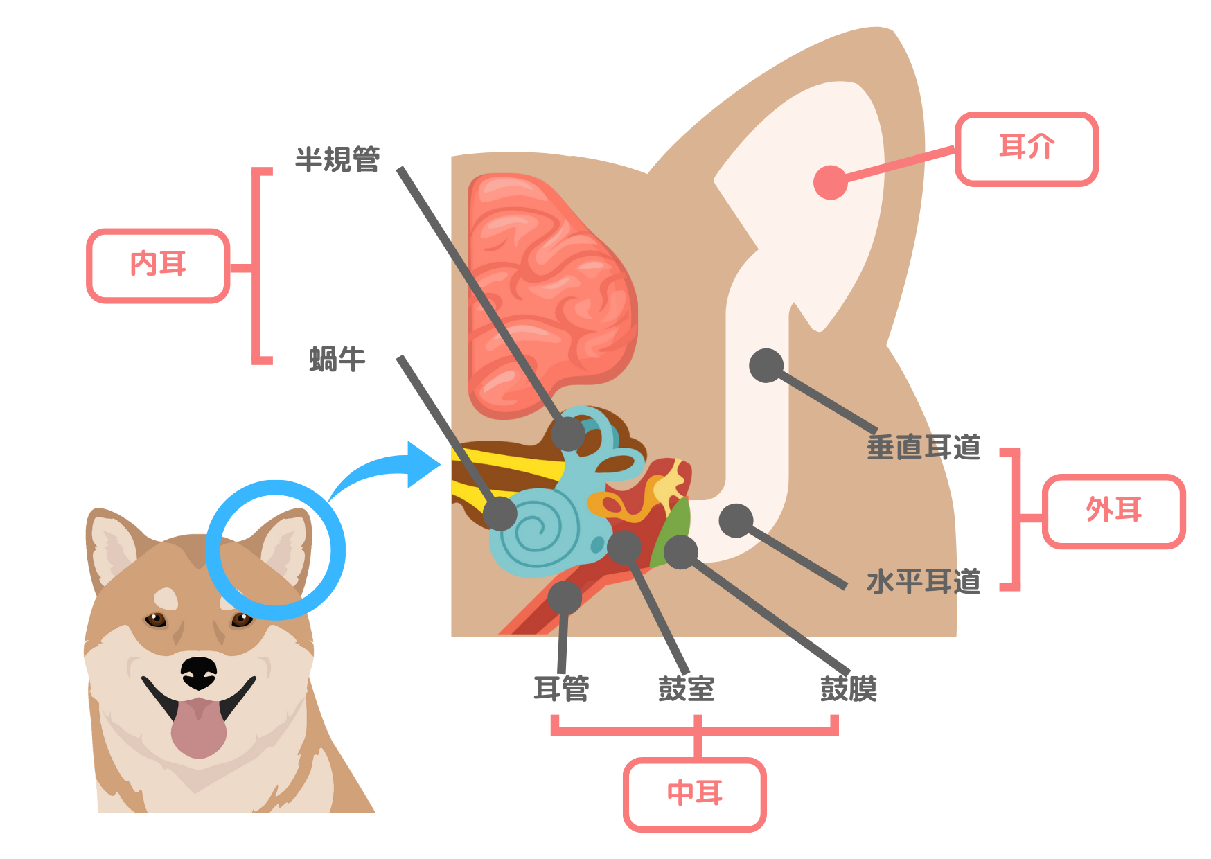 <img src="稲川動物病院.png" alt="犬の耳の構造を示したイラスト。外耳、中耳、内耳に分かれ、耳介、垂直耳道、水平耳道、鼓膜、鼓室、耳管、蝸牛、半規管などの部位がラベル付きで表示されている。" />